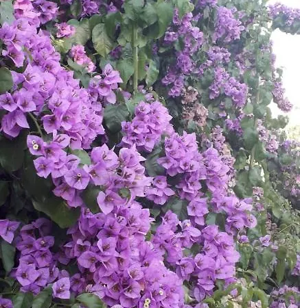 Danica アパート ピロヴァッツ